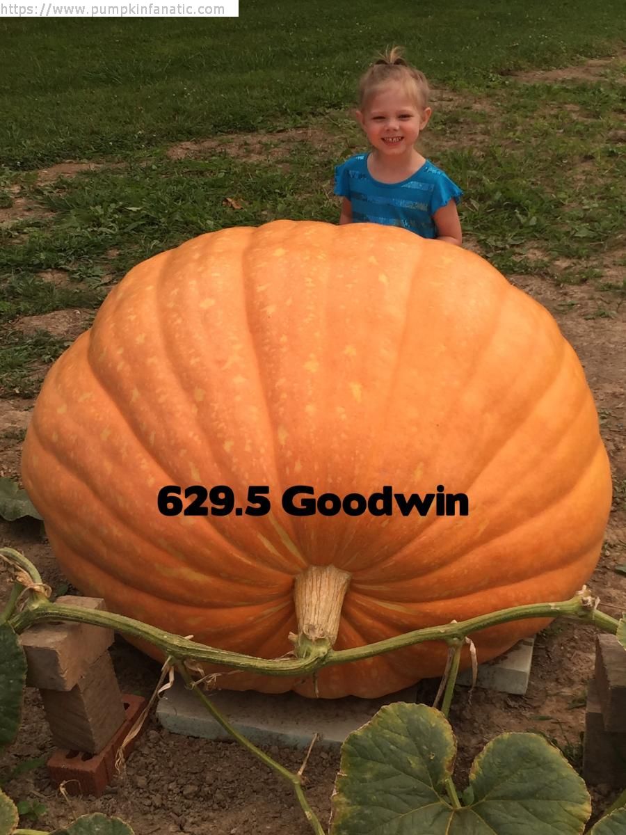 629.5 Goodwin 2015